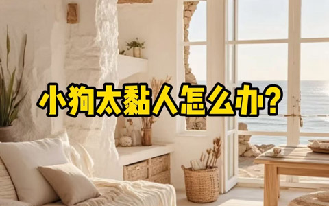 摊上黏人的小狗该怎么办？