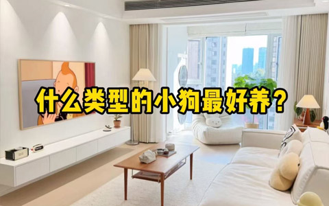 什么类型的小狗最好养?